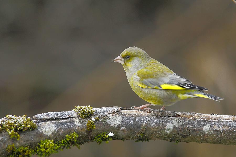 Greenfinch carduelis Chloris On Branch Photograph by Karlheinz ...