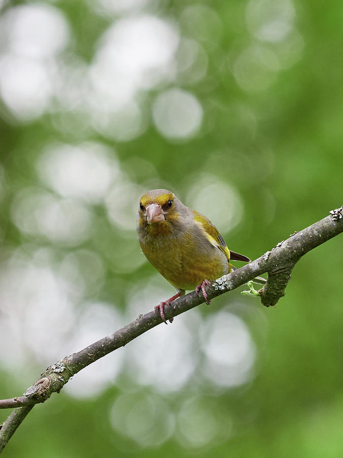 Greenfinch With The Balls Photograph