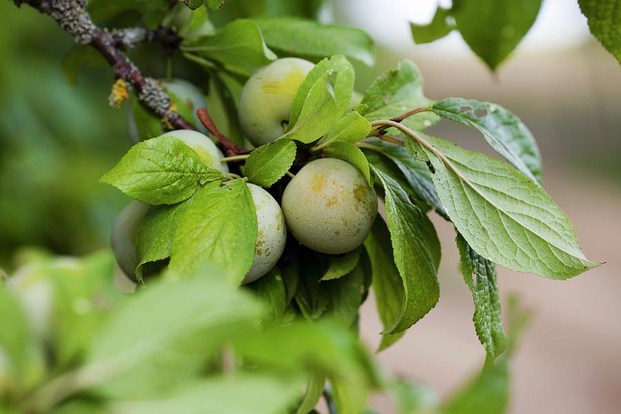 Greengages On The Tree close-up Photograph by Cath Lowe
