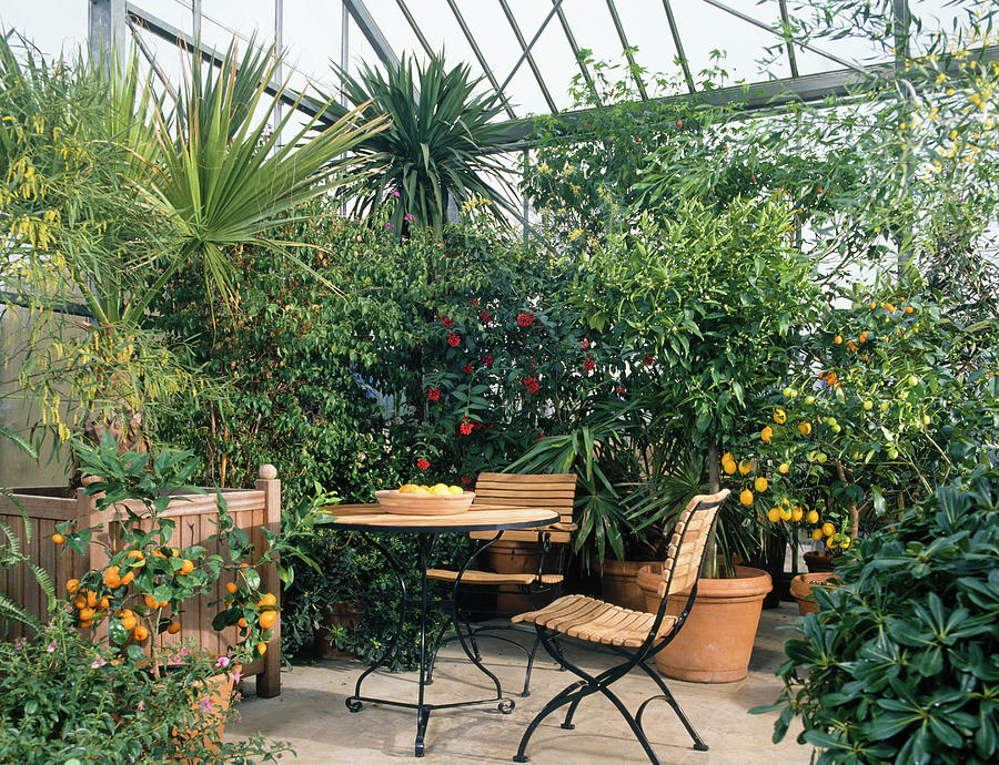 Greenhouse With Citrus, Acacia Photograph by Friedrich Strauss