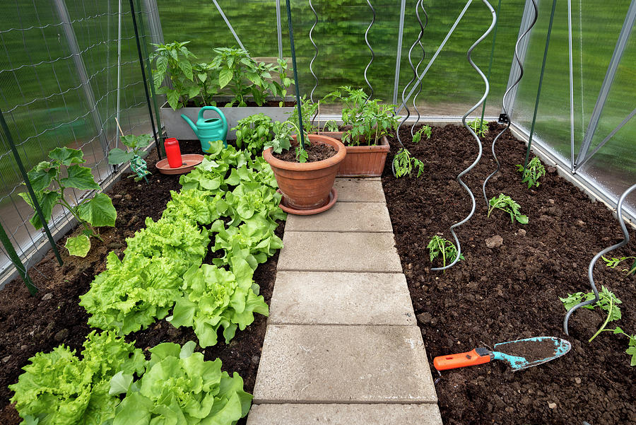 Greenhouse With Lettuce, Cucumber Plants, And Tomato Seedlings With Spiral Plant Supports Photograph by Ira Hilger