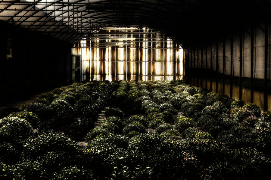 Greenhouse Photograph by Wolfgang Stocker