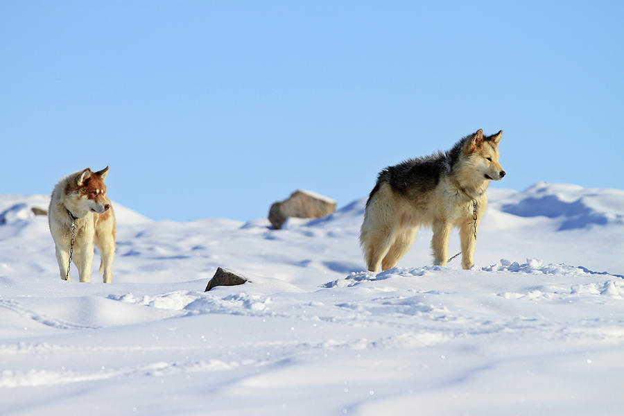 Greenland Dogs Photograph by Vilhjalmur Ingi Vilhjalmsson