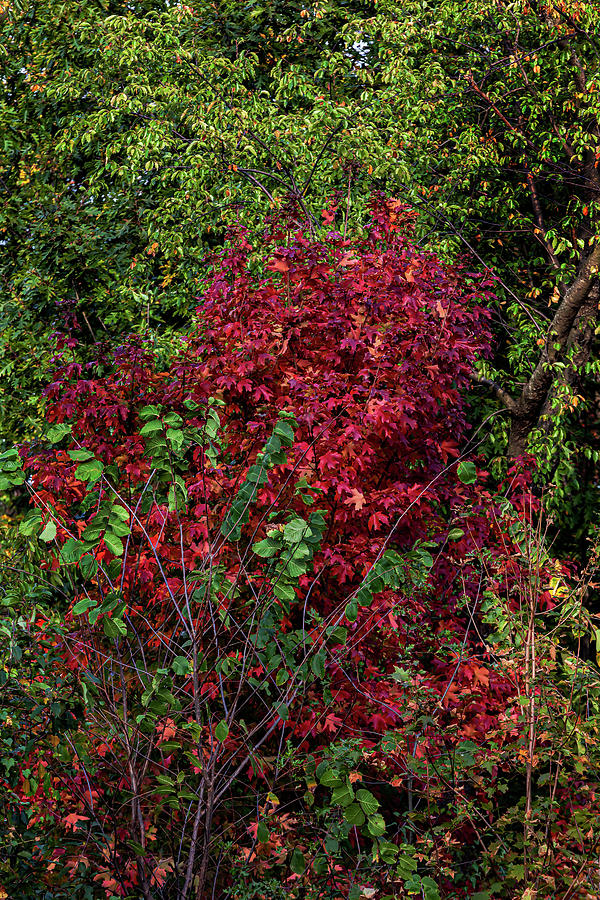 Greens and Reds - Fall Foliage Photograph by Robert Ullmann