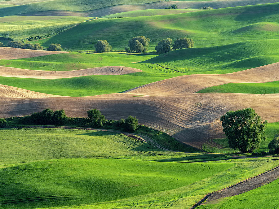 Greens and sandtraps... Photograph by David Choate