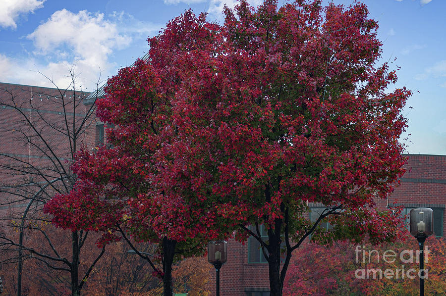 Greenville Tech - Autumn Colors Photograph by Dale Powell
