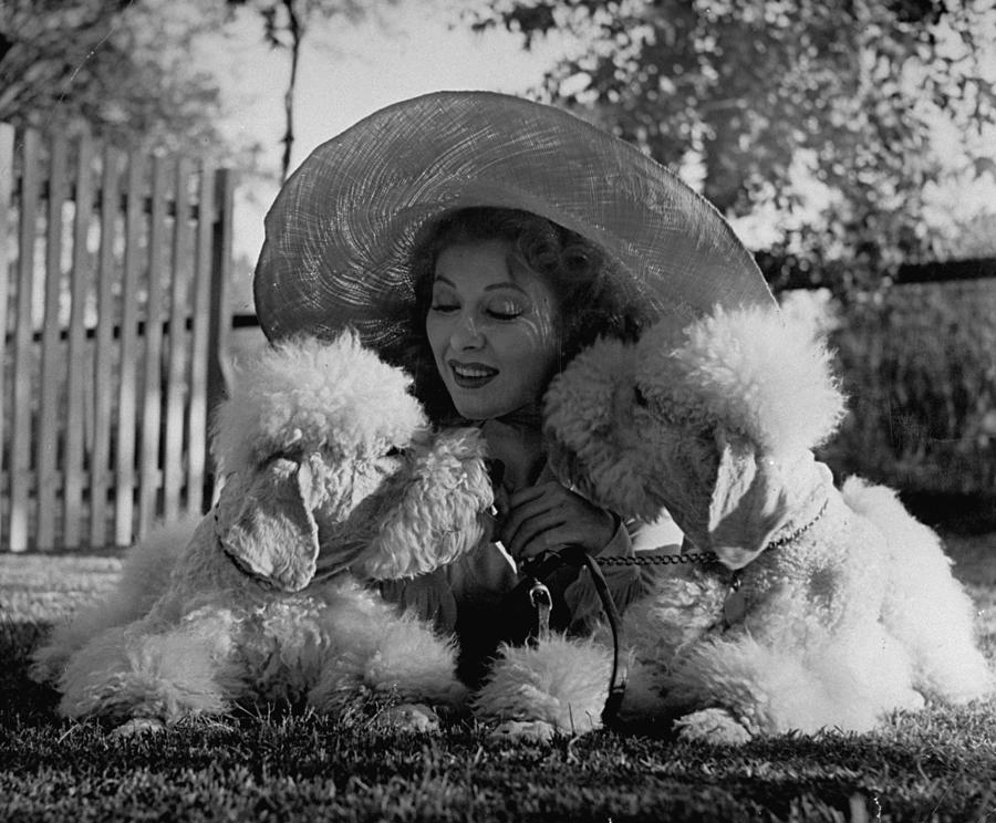 Greer Garson Photograph - Greer Garson and Poodles by Peter Stackpole