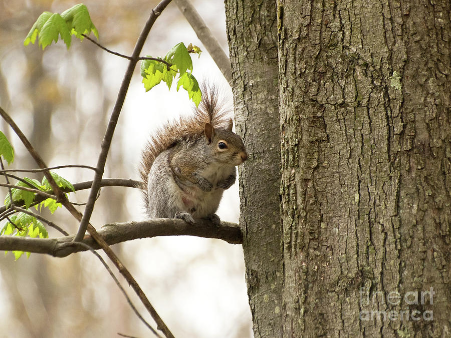 Greetings From A Squirrel Photograph by Dorothy Lee