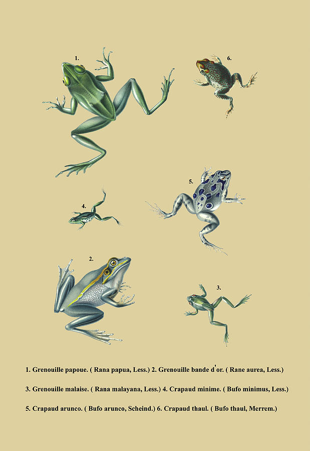 Grenouille Papoue (Frogs) et al. Painting by Louis Isidore Duperrey