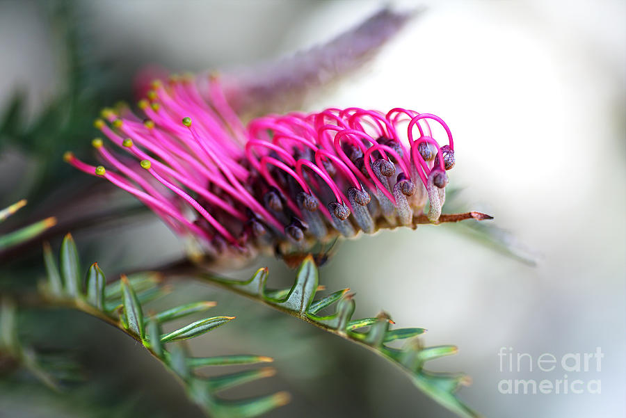 Grevillea Flower Pink Australian Photograph by Joy Watson