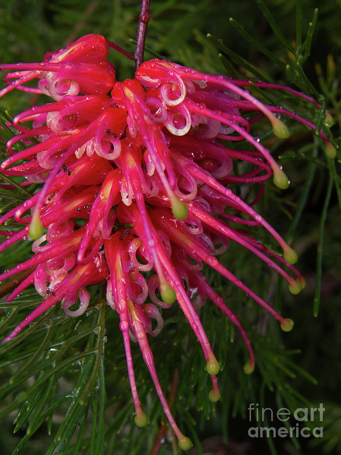 Grevillea Lollypop Flower 1 Photograph by Christy Garavetto