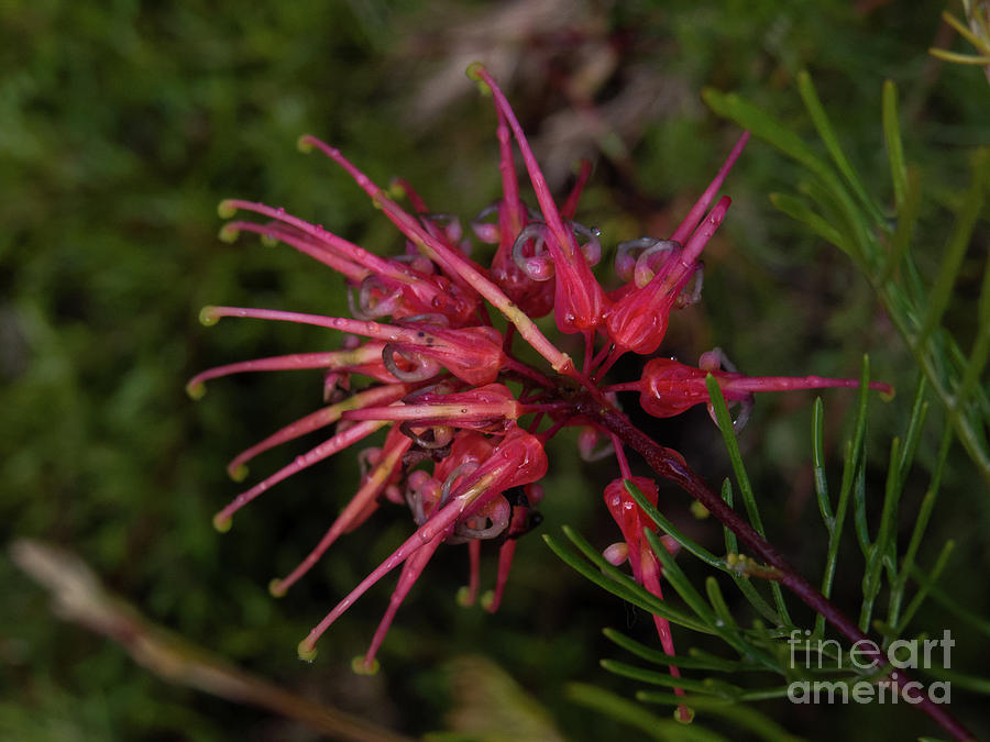 Grevillea Lollypop Flower 3 Photograph by Christy Garavetto