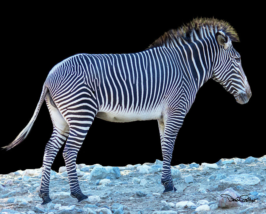 Grevys Zebra Photograph by David Salter