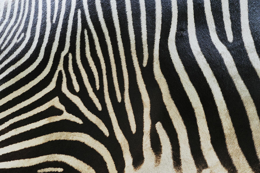 Grevy´s Zebra Equus Grevyi Stripes Photograph by Martin Ruegner
