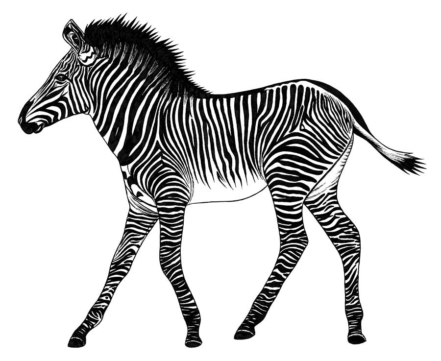 Grevys zebra foal Drawing by Loren Dowding