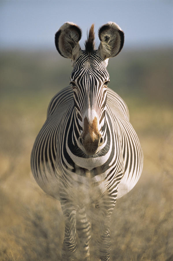 Grevys Zebra Portrait Photograph by James Warwick