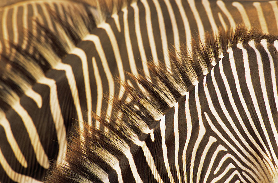 Grevys Zebra Stripe Patterns Photograph by James Warwick
