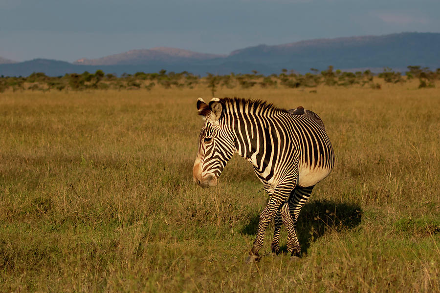 Grevy's Zebra by Thomas Kallmeyer Grevy's Zebra by Thomas Kallmeyer