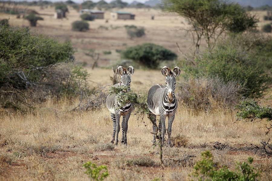 Nature Photograph - Grevys Zebras Are Seen at the Mpala by Baz Ratner