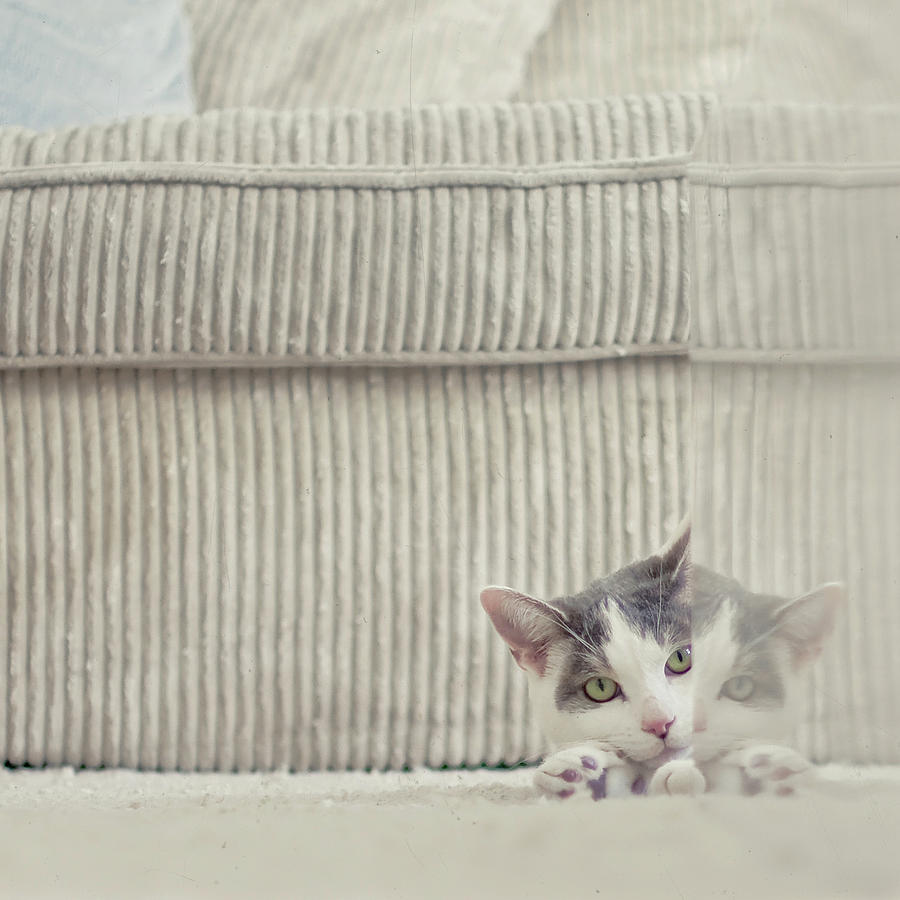 Animal Photograph - Grey And White Cat Peeking Around Corner by Cindy Prins