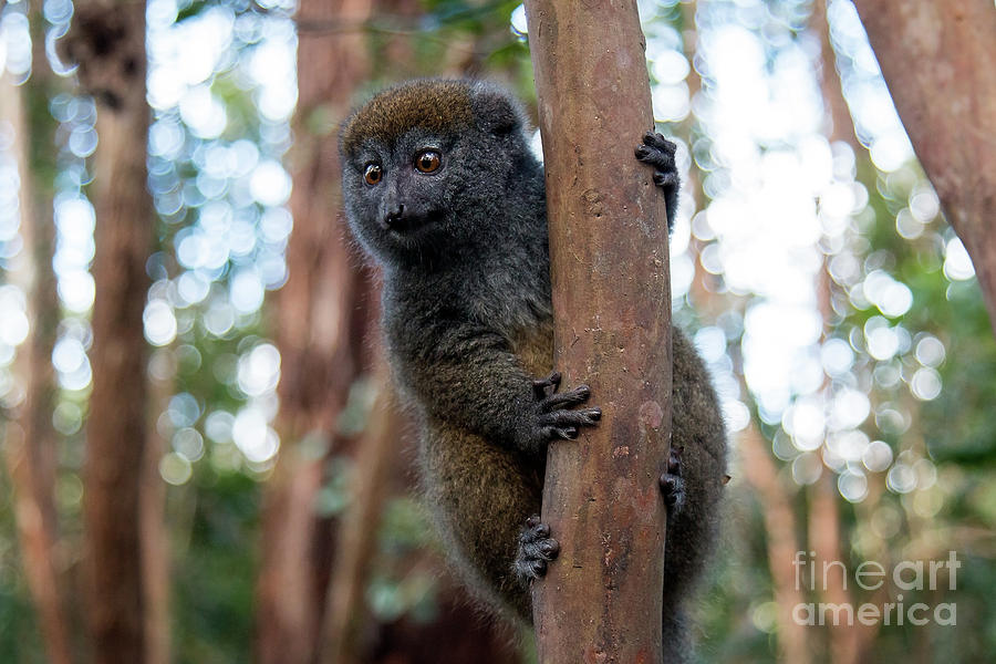Grey Bamboo Lemur Photograph by Claudio Maioli