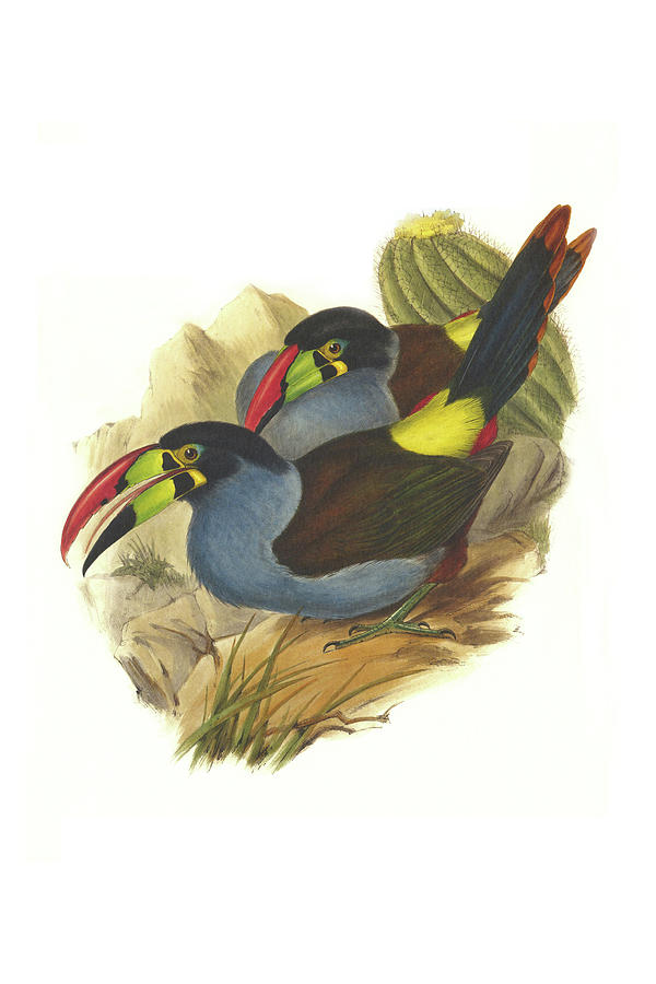 Grey Breasted Mountain Toucan Painting by John Gould