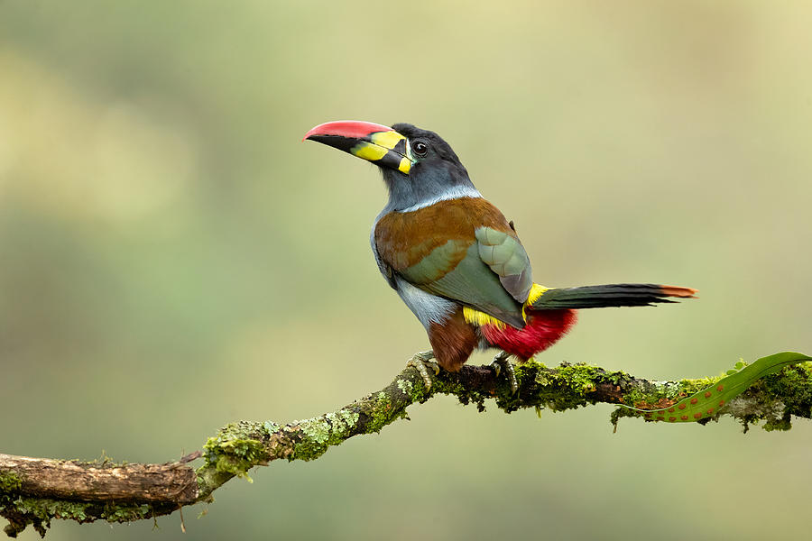 Wildlife Photograph - Grey-breasted Mountain Toucan by Milan Zygmunt