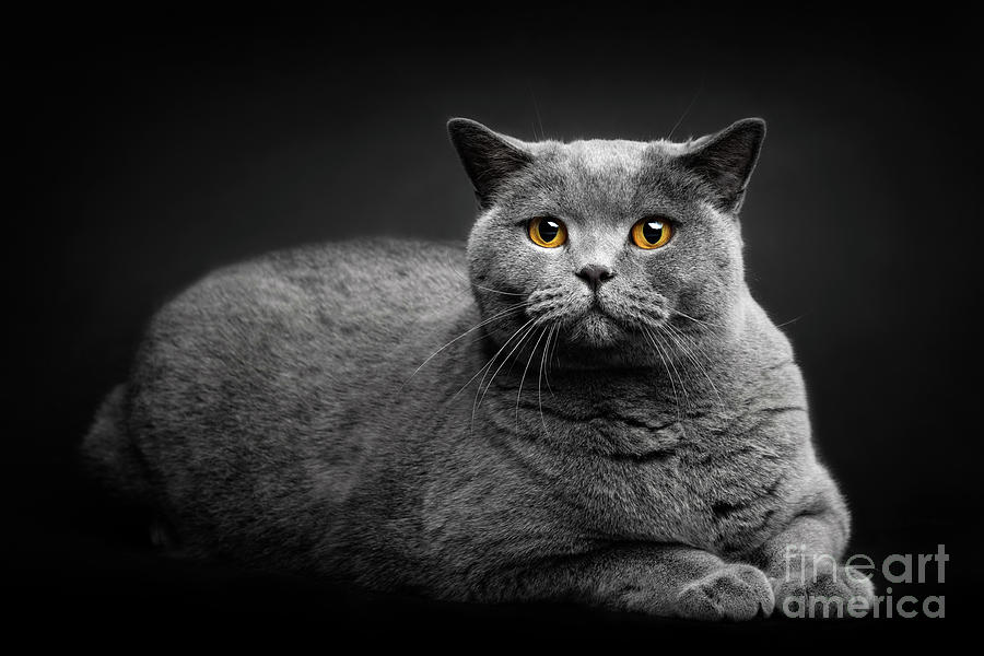 Grey Cat Laying On Black Background. Photograph