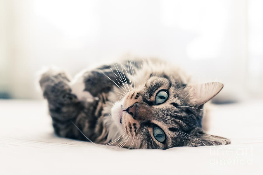 Fur Photograph - Grey Cat Lying On Bed by Valeri Potapova Fur Photograph - Grey Cat Lying On Bed by Valeri Potapova