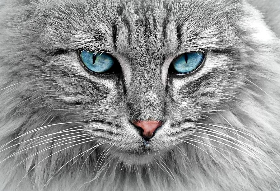Grey cat with blue eyes Photograph by Top Wallpapers
