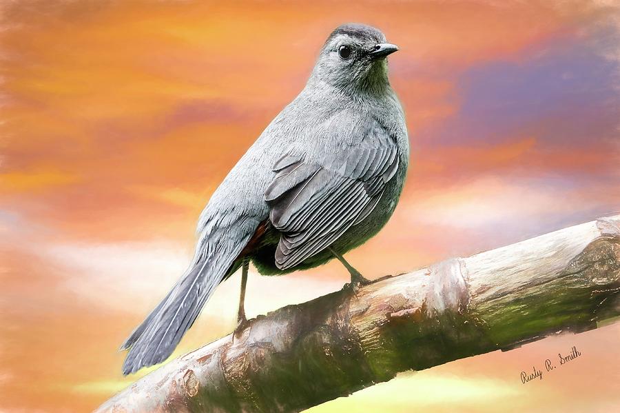 Grey Catbird art portrait by Rusty R Smith Grey Catbird art portrait by Rusty R Smith