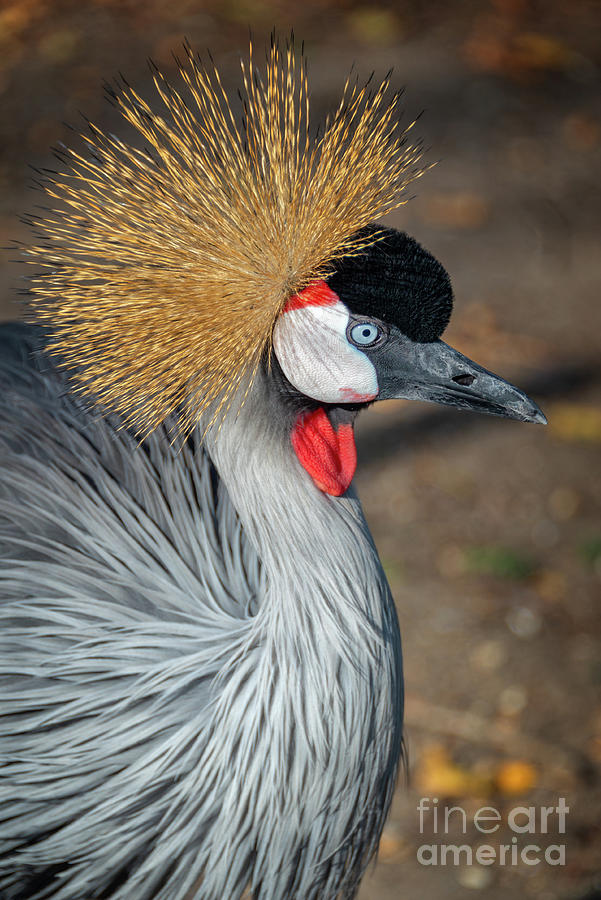 Grey crowned crane Photograph by Delphimages Photo Creations