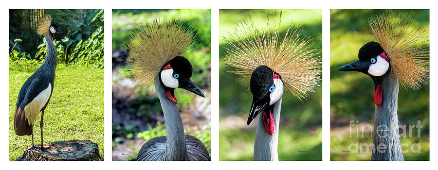Grey Crowned Crane Gulf Shores Al Collage 1 Photograph by Ricardos Creations