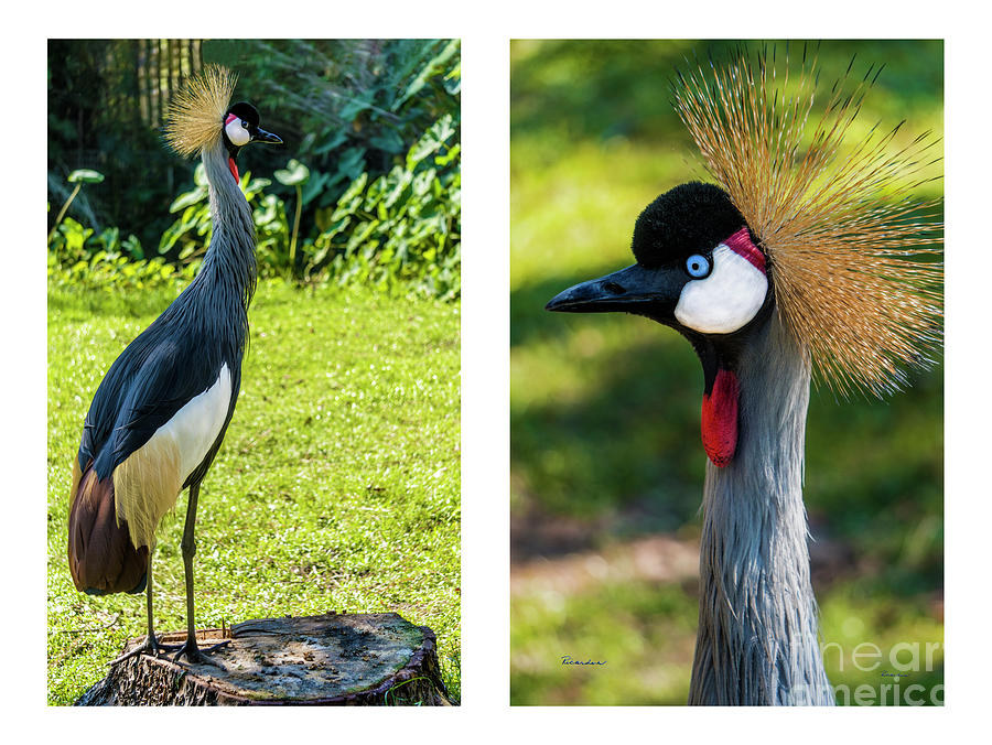 Grey Crowned Crane Gulf Shores Al Collage 10 Diptych Photograph by Ricardos Creations