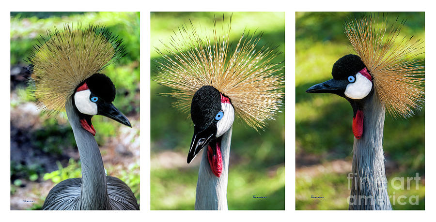 Grey Crowned Crane Gulf Shores Al Collage 2 Triptych Photograph by Ricardos Creations