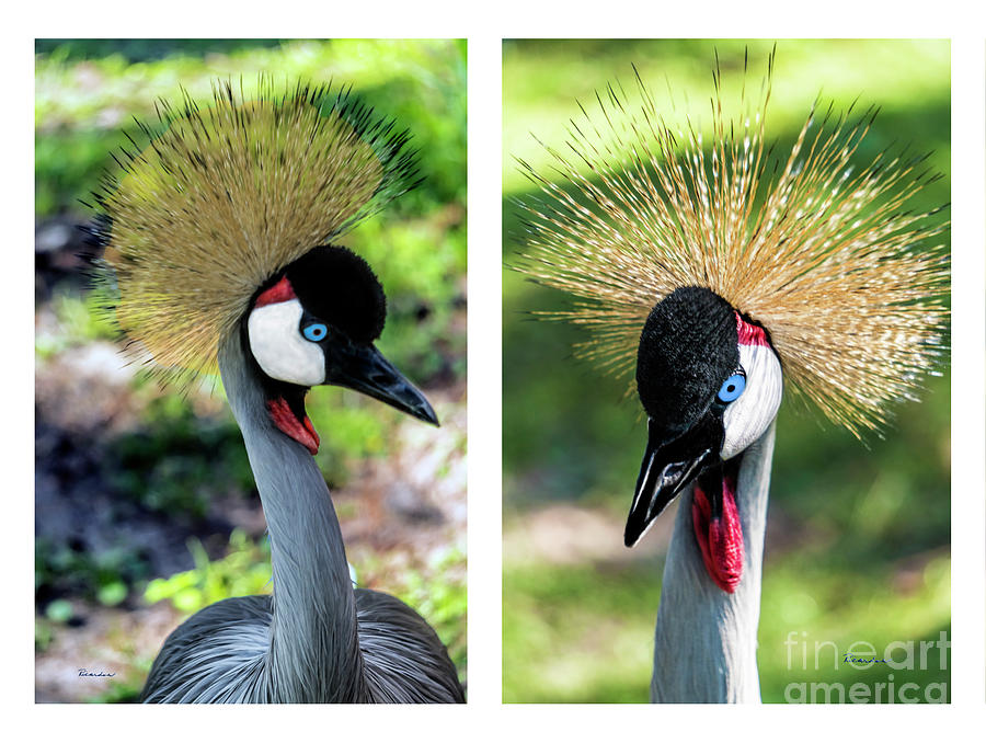 Grey Crowned Crane Gulf Shores Al Collage 3 Diptych Photograph by Ricardos Creations