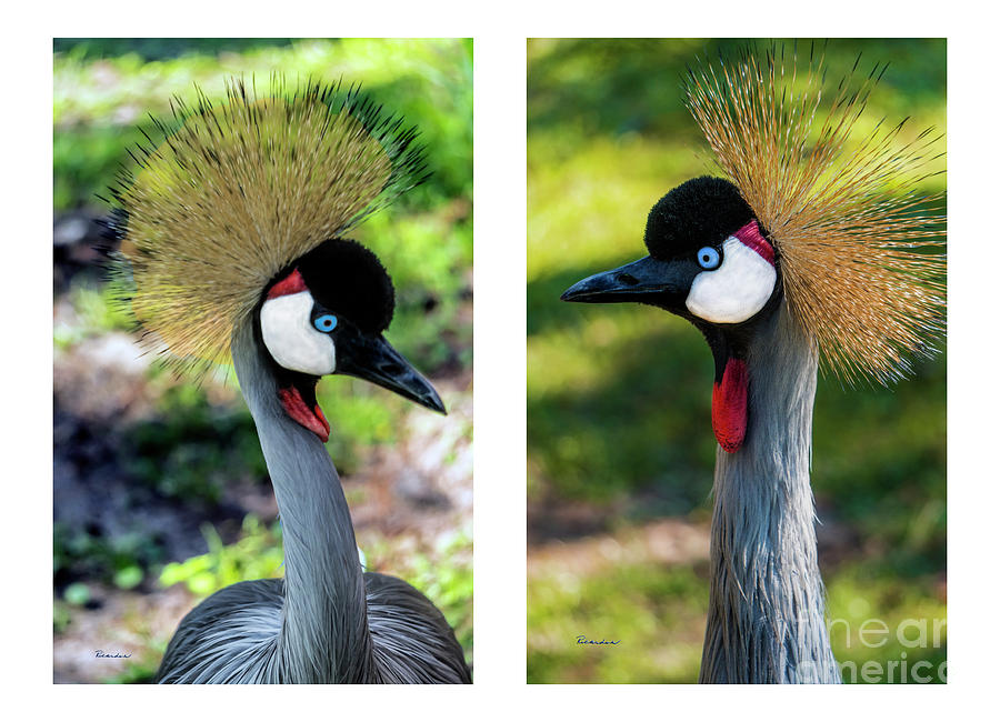 Grey Crowned Crane Gulf Shores Al Collage 7 Diptych Photograph by Ricardos Creations