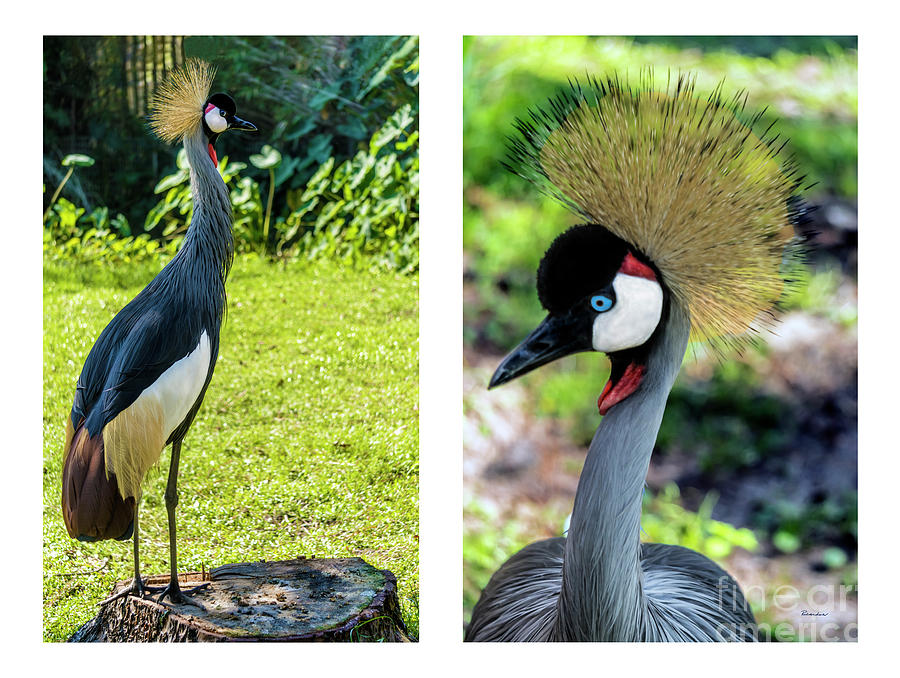 Grey Crowned Crane Gulf Shores Al Collage 9 Diptych Photograph by Ricardos Creations