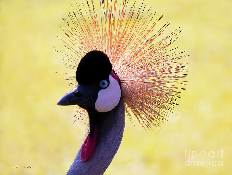 Grey Crowned Crane Gulf Shores BL A101218 Painting by Mas Art Studio