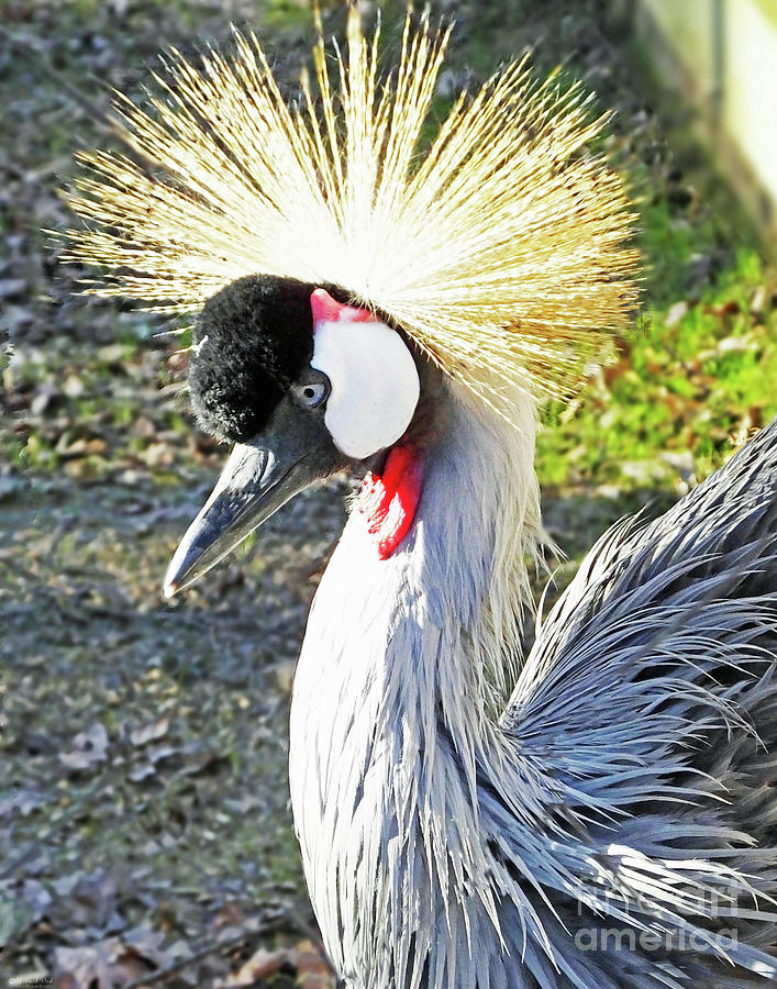 Grey Crowned Crane Photograph by Lizi Beard-Ward