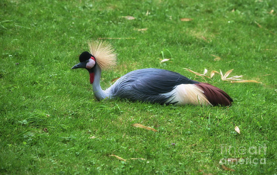 Crane Photograph - Grey Crowned Crane by Michelle Meenawong
