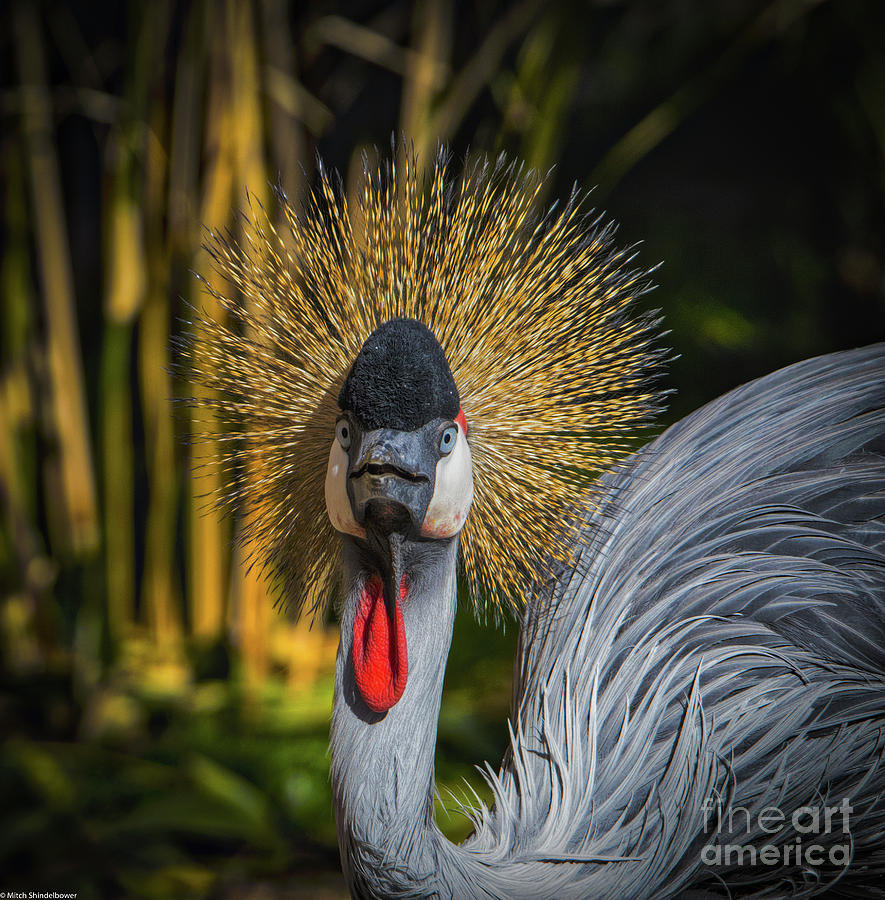 Wildlife Photograph - Grey Crowned Crane by Mitch Shindelbower