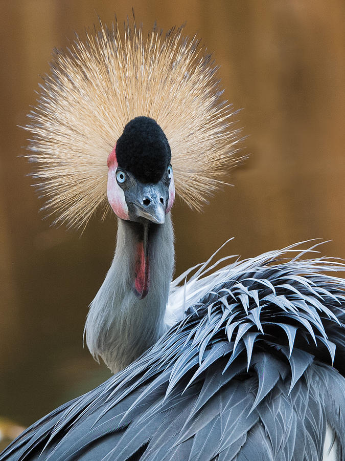 Bird Photograph - Grey-crowned Crane by Patrick Dessureault