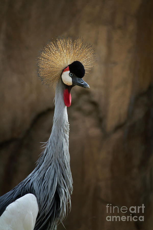 Grey Crowned Crane Portrait Photograph