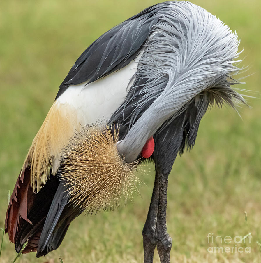 Grey Crowned Crane  Photograph by Richard Smith