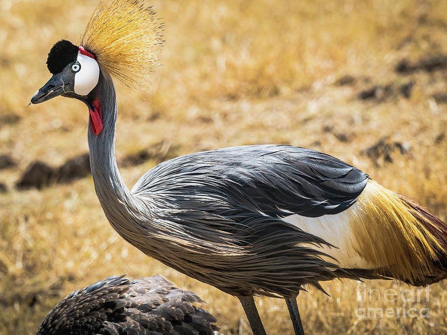 Grey Crowned Crane by Robin Zygelman Grey Crowned Crane by Robin Zygelman
