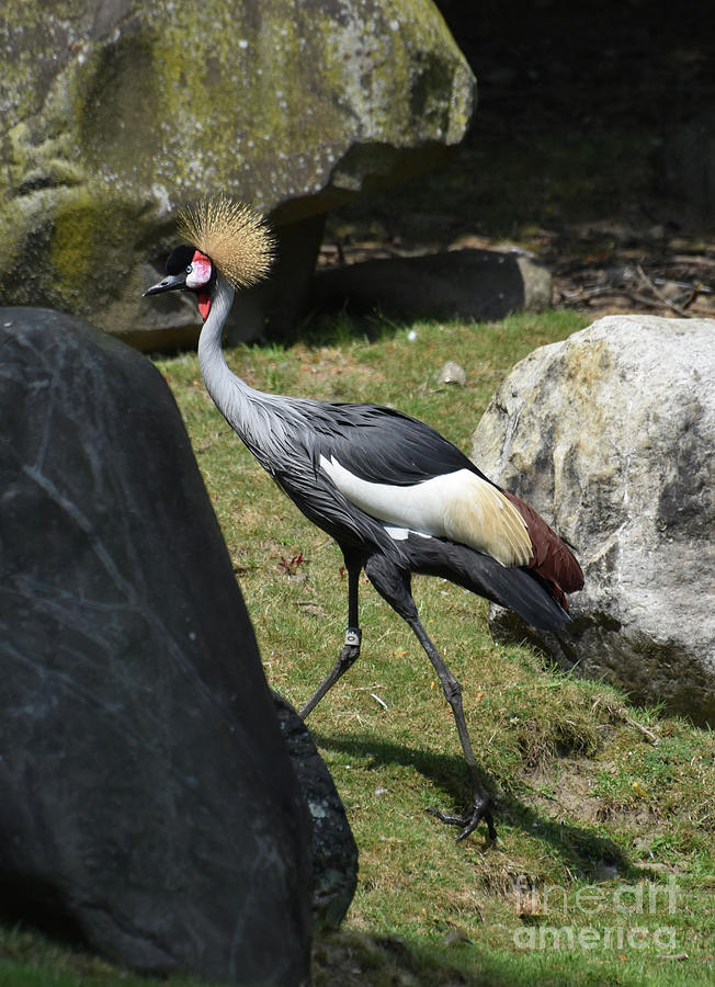 Grey Crowned Crane Walking Between Two Boulders Photograph by DejaVu ...