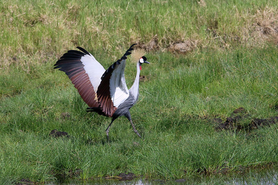 Grey Crowned Crane With Open Wings Photograph by Ivan Kuzmin - Fine Art ...