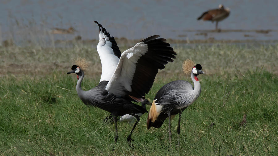 Grey Crowned Cranes Courtship Photograph by Patrick Nowotny