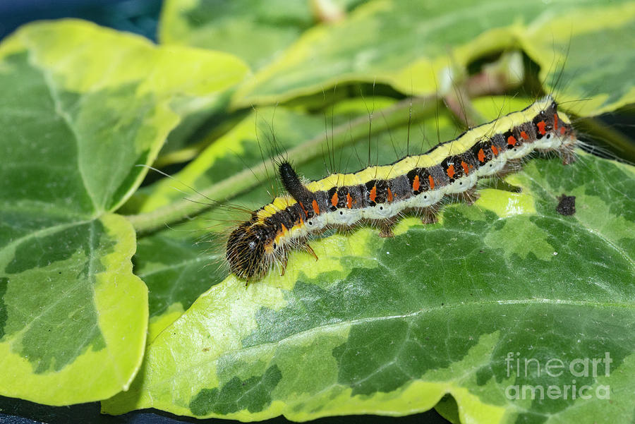 Grey Dagger Moth Photograph by Georgette Douwma/science Photo Library